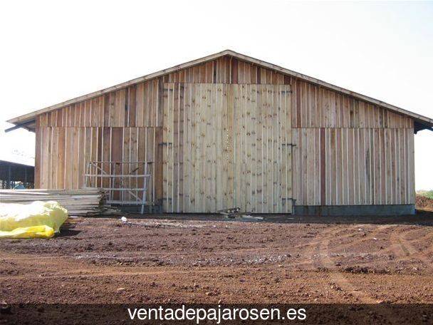 Cria de canarios para principiantes Puigverd de Lleida?